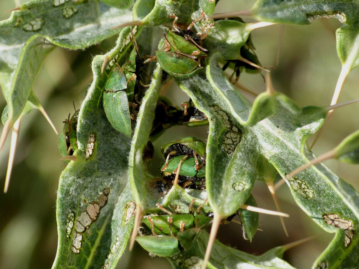 Ammucchiata di Cassida deflorata